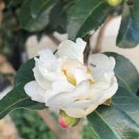 サザンカ,サザンカ,サザンカ,開花,可愛いの画像