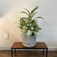 ドラセナ,コルジリネ,斑入りスパティフィラム,アフェランドラ・ダニア・シルバークラウド,寄せ植えの画像