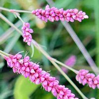 イヌタデ,オオケタデ,シロバナイヌタデ.,今日のお花,今朝のウォーキングの画像