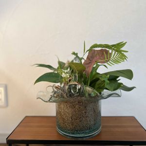 寄せ植え,観葉植物,リメイク,今日の一枚,植物のある暮らしの画像