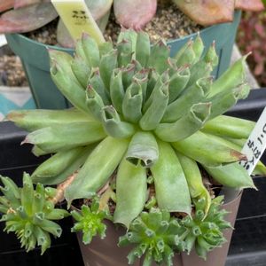 多肉植物,葉挿し,実生苗,葉挿し苗,葉挿しっ子の画像