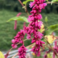 ケイトウ,コムラサキ,ベゴニア,イヌタデ,オオケタデの画像