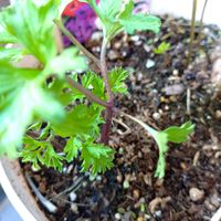 アサガオ,アネモネ,鉢植え,花のある暮らしの画像