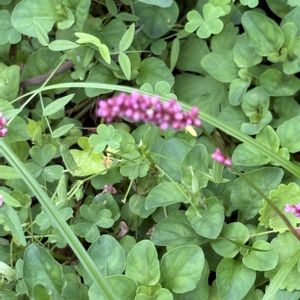 イヌタデ,野の花,植中毒,大好き♡,マダム倶楽部の画像