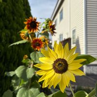 ヒマワリ,ヒマワリ,ひまわり,ガーデニング,庭の花の画像