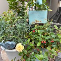 オキザリス,オキザリス,カーネーション,カーネーション,ペンタスの画像