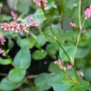 花木,植木鉢,吊り鉢,花いろいろ,バラと夢CLUBの画像