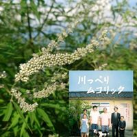 サンタンカ,ヤナギバルイラソウ,西洋ニンジンボク,西洋フジバカマ,宿根バーベナの画像