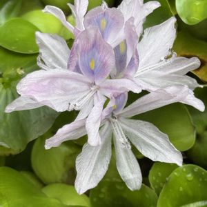 花壇,プランター,庭の片隅❣️。,花との出会い❣️,庭の画像