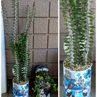 シュウメイギク,センニチコウ,ペンタス,ペンタス,アローディア・プロセラの画像