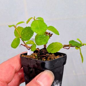 睡蓮木,盆栽,ミニ盆栽,盆栽苗木,まめ盆栽の画像