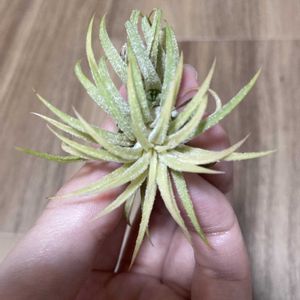 イオナンタ,エアプランツ,ダイソーの画像