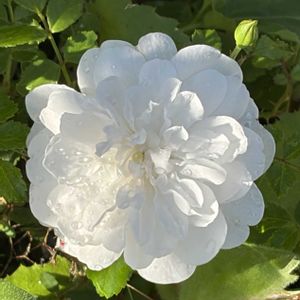 ガーデニング,花のある暮らし,ナチュラルスタイル,薔薇のある暮らし♡,おうち園芸の画像