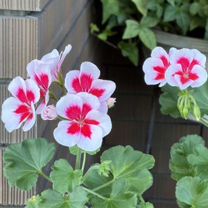ガーデニング,花のある暮らし,ナチュラルスタイル,おうち園芸,玄関アプローチの画像