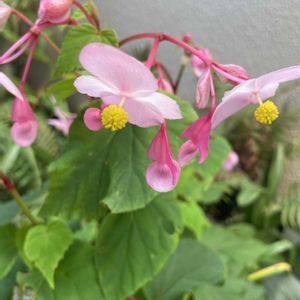シュウカイドウ,山野草,放置栽培,神奈川県,山野草大好き協会の画像