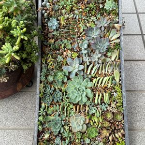 多肉植物いろいろ,多肉植物寄せ植え,可愛い,増やしたい！,葉挿しっ子の画像
