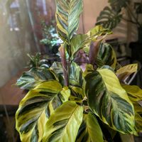 カラテア,カラテア　タイビューティー,観葉植物,熱帯植物,植物のある暮らしの画像