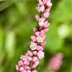 ミズヒキ,イヌタデ,可愛い,癒される,かわいい雑草の画像