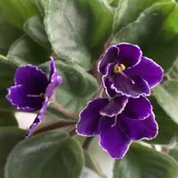 セントポーリア,紫の妖精,愛しの紫,中島みゆき糸つながり,癒しの紫♡の画像