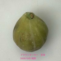 イチジク,ブラウンターキー,いちじく,室内栽培,鉢栽培の画像