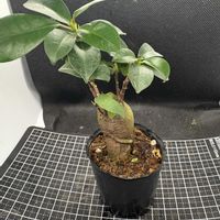 ガジュマル,観葉植物,ダイソー,イチジク属の画像