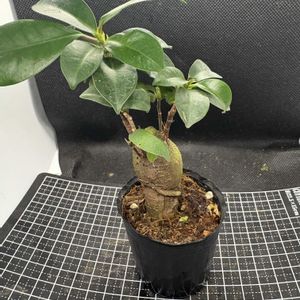 ガジュマル,観葉植物,ダイソー,イチジク属の画像
