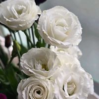 トルコキキョウ,切り花,感謝,花のある暮らし,いつまでもの画像