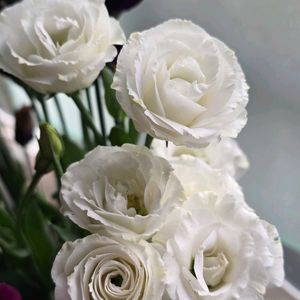 トルコキキョウ,切り花,感謝,花のある暮らし,いつまでもの画像