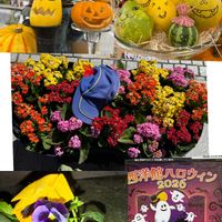 カランコエ,パンジー,かぼちゃ,花屋さんのカボチャ,買って来た青と黄のパンジーの画像