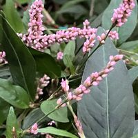 イヌタデ,ミョウガ,癒し…♡,今日のお花,庭の画像