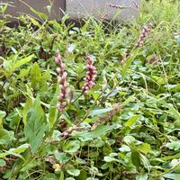 イヌタデ,オオケタデ,今日のお花,尼崎市上坂部西公園の画像