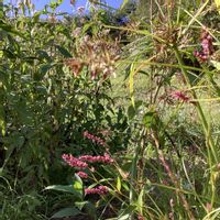 ドウダンツツジ,ドウダンツツジ紅葉,今日のお花,長野県茅野市,チーム長野の画像