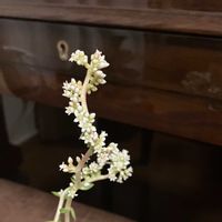 火祭り,多肉植物の画像