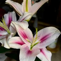 カサブランカ,カサブランカ,白い花,大輪,Yks_gardenの画像