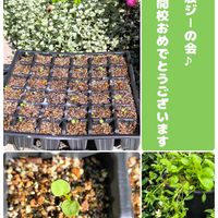 ルッコラ,ピーチネックレス,多肉植物,種から,花は癒やし♡の画像