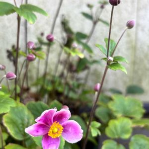 秋明菊(しゅうめいぎく),プランター,ピンクの花,秋の花,嬉しいの画像