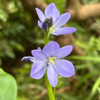 オジギソウ,水葵,可愛い,癒される,ピンクの花の画像