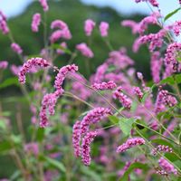 オオケタデ,京都府立植物園,青空に映えるの画像