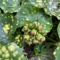 ツワブキ,植中毒,植物は癒し,庭の画像