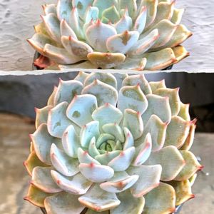 タマシダ,多肉植物,観葉植物,多肉植物 エケベリア,綺麗な色♡の画像