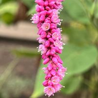 サクラタデ,オオケタデ,イヌタデ属,東京都薬用植物園,木曜日は桃色の画像