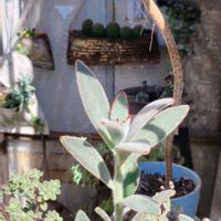 月兎耳,月兎耳(つきとじ),多肉植物,グリーンのある暮らし,多肉のある暮らしの画像