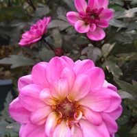 ダリア,黒葉ダリア　ミスティックノワール　ライトパープル,花のある暮らし,モニター,プレゼント企画の画像