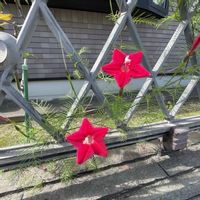 ルコウソウ,赤いお花,フェンスの画像