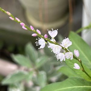 サクラタデ,サクラタデ,鉢植え,山野草,シェードガーデンの画像
