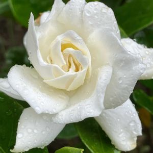 クチナシ,白い花,癒し,ホワイト,良い香りの画像