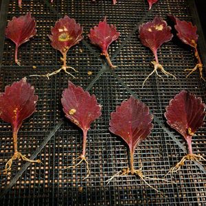 発根！,発根！,コリウス ロイヤリティ,葉挿し,挿し穂の画像