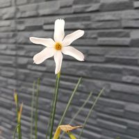 スイセン,球根植物,ナルキサスの画像