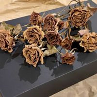 ジュリア,薔薇 ジュリア,ドライフラワー,ドライフラワーアレンジ,植物標本の画像