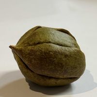 パキラ,パキラ,パキラの種,パキラの実,パキラの実の画像